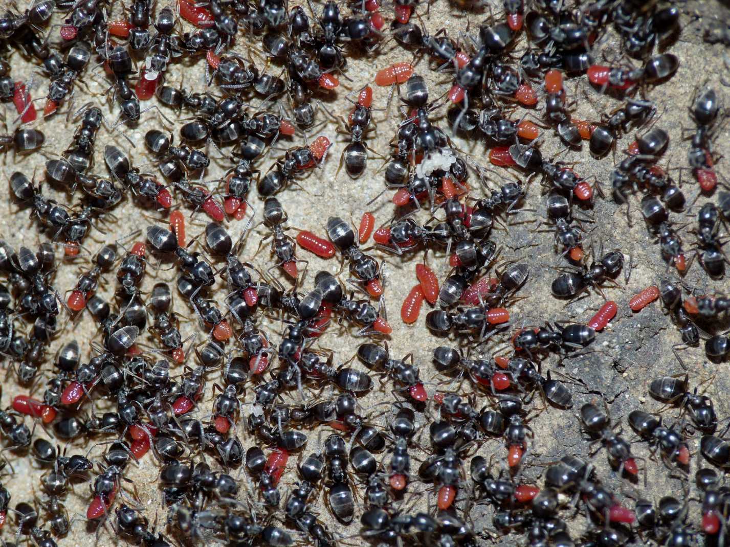 Tapinoma sp. (Formicidae) con ospiti (Coccidi)